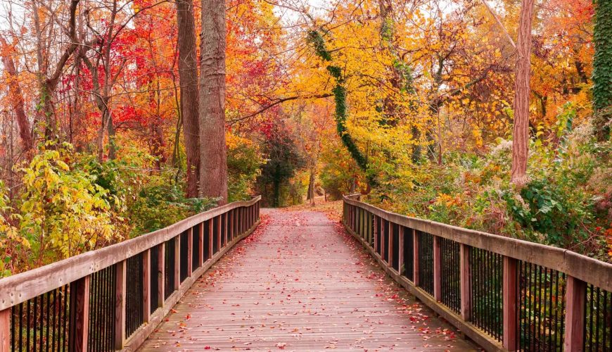 Camino puente accesible